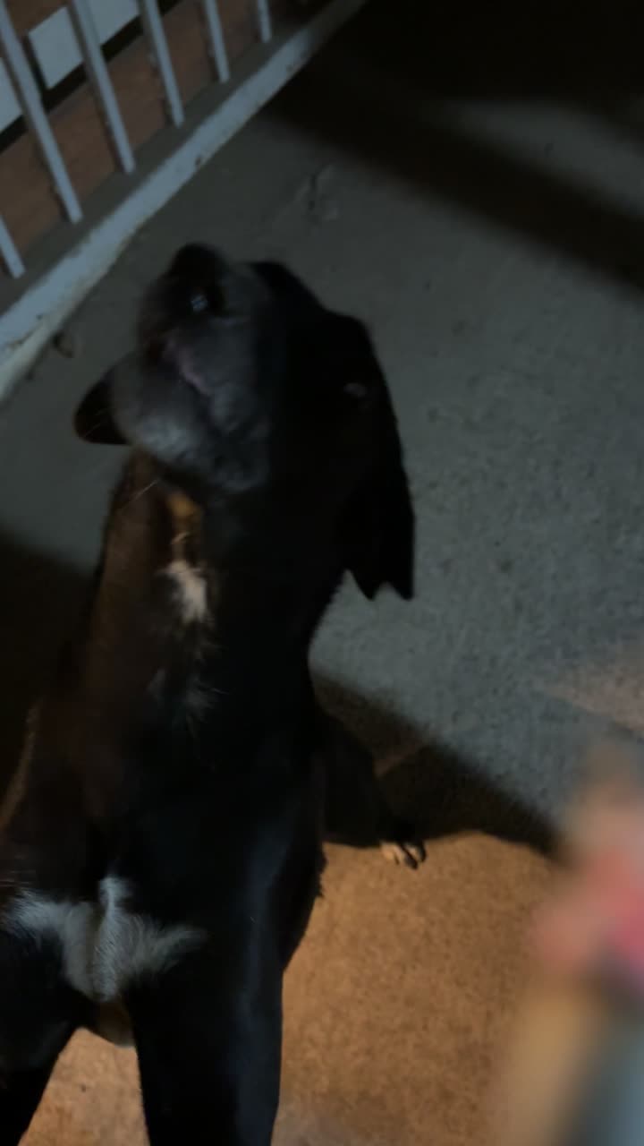 A black street dog at night looking up